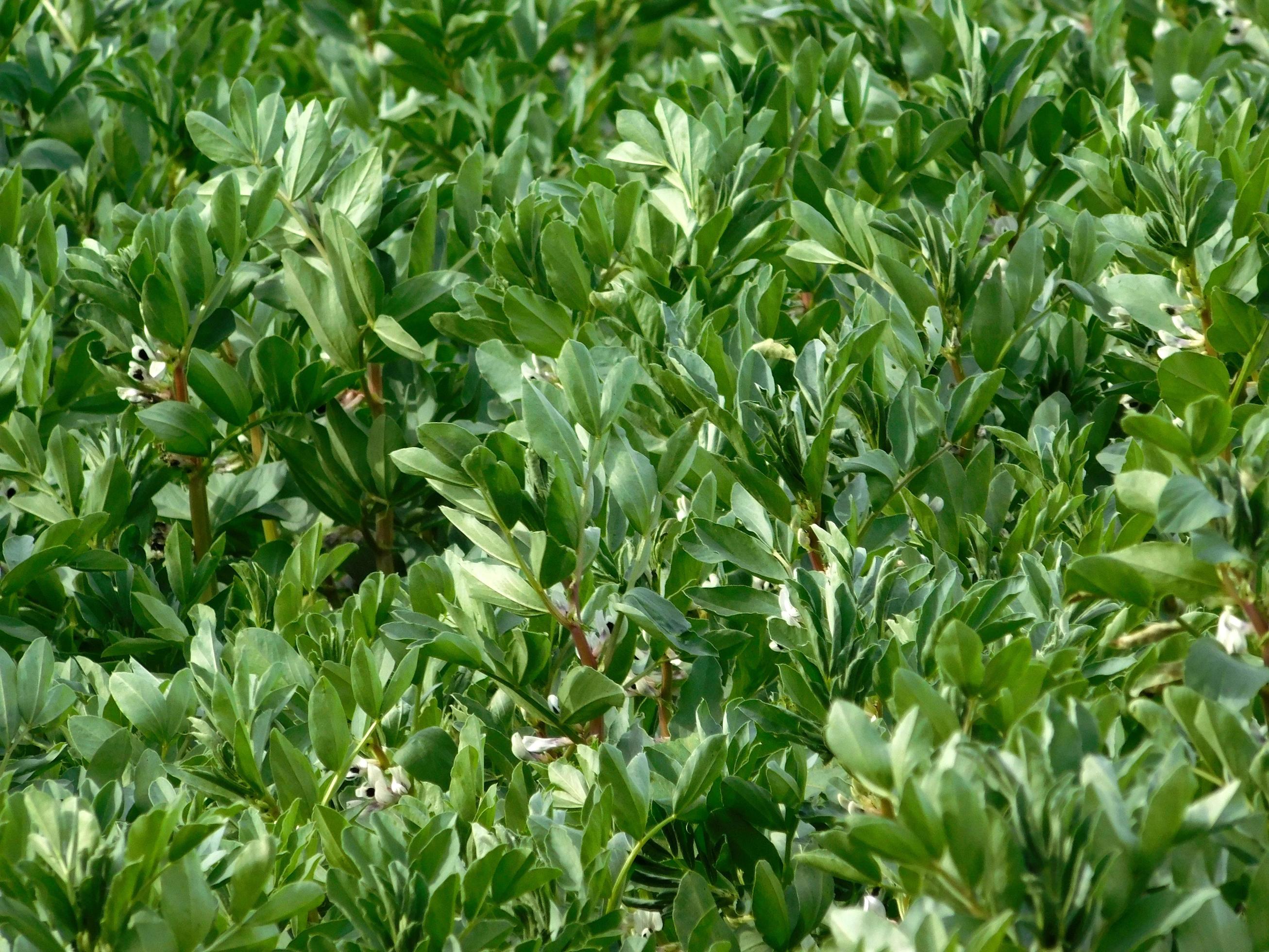 pasto verde en un campo foto