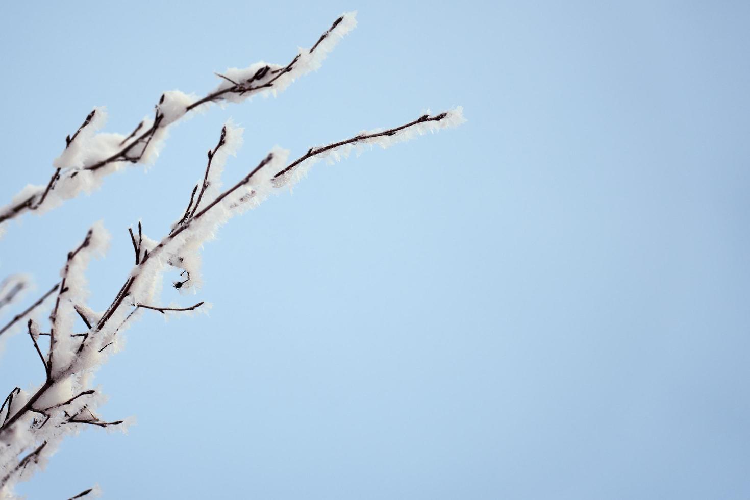 rama de un árbol helado foto