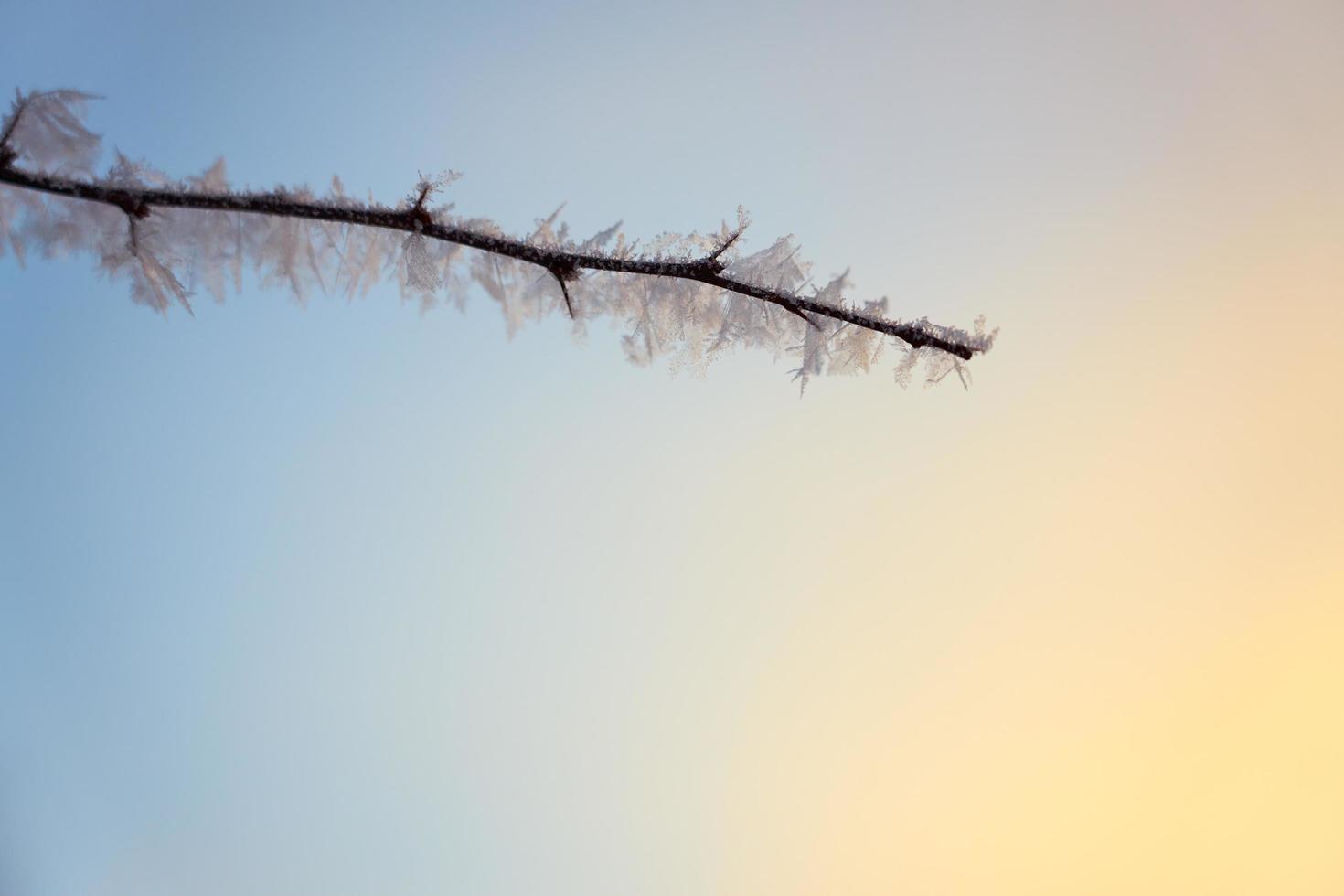 Icy branch with a blurred background photo