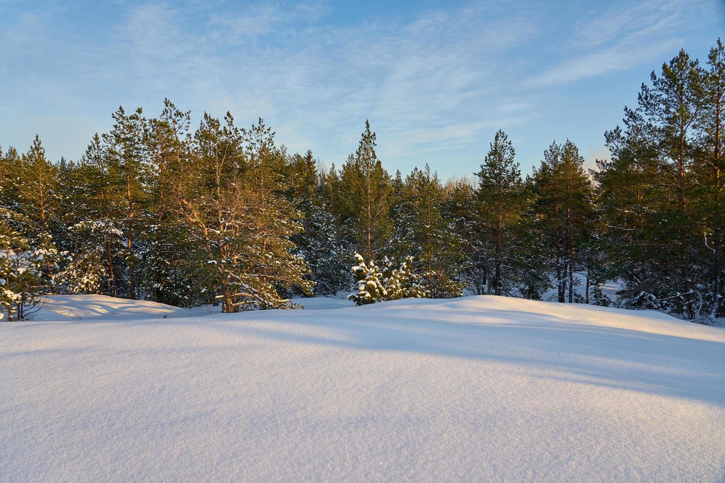 Winter forest landscape photo