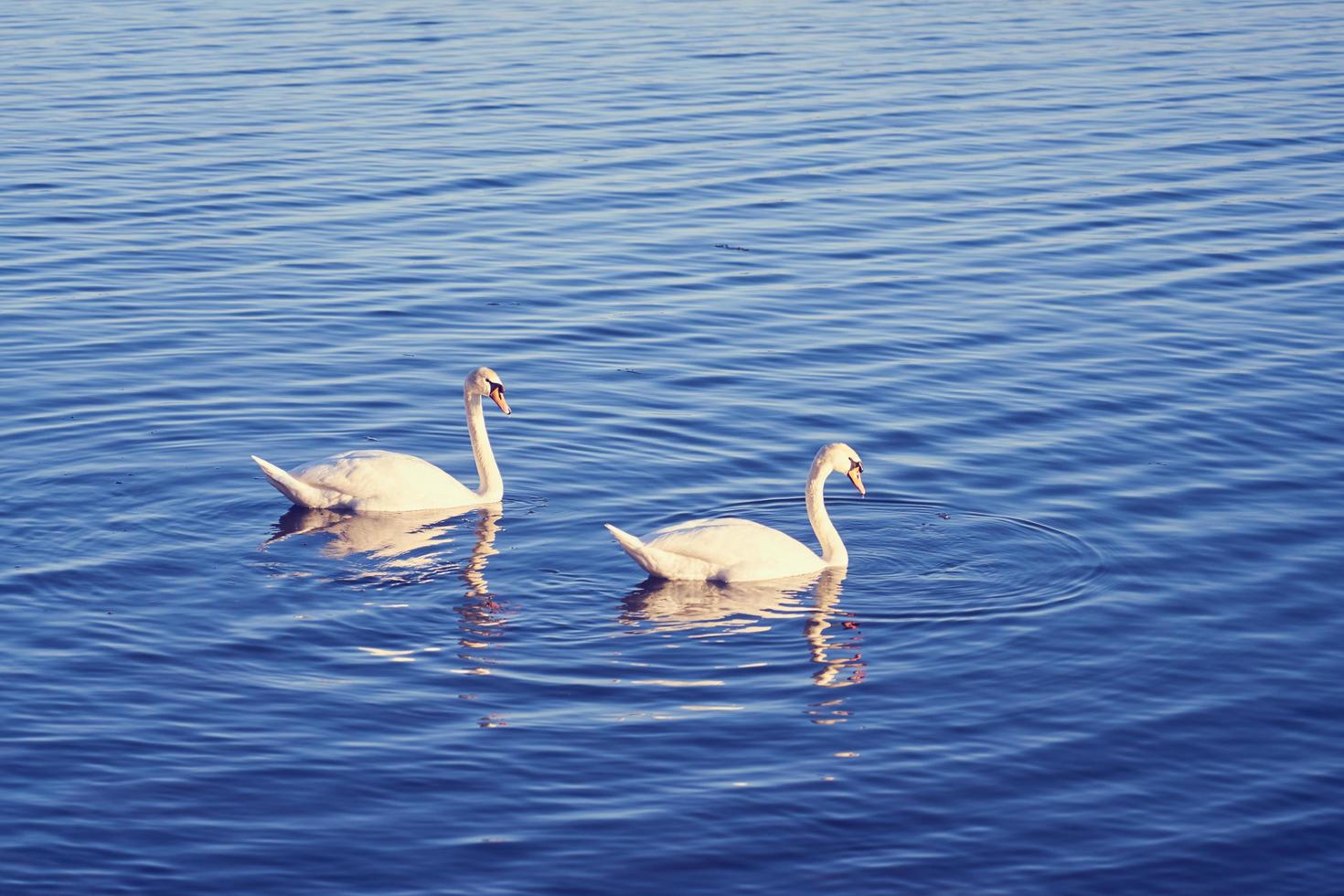 dos cisnes en el agua foto