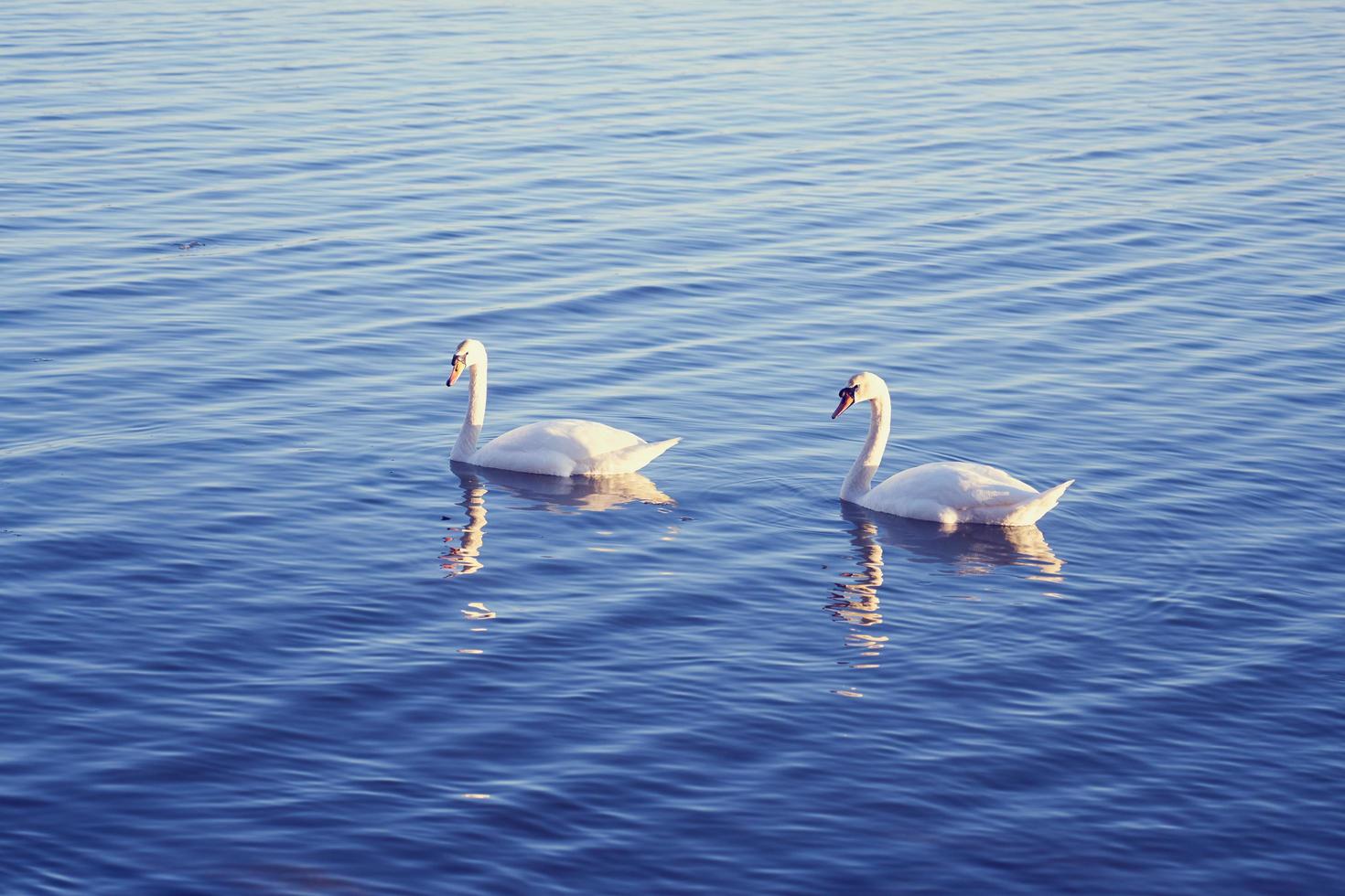 cisnes blancos en el agua foto