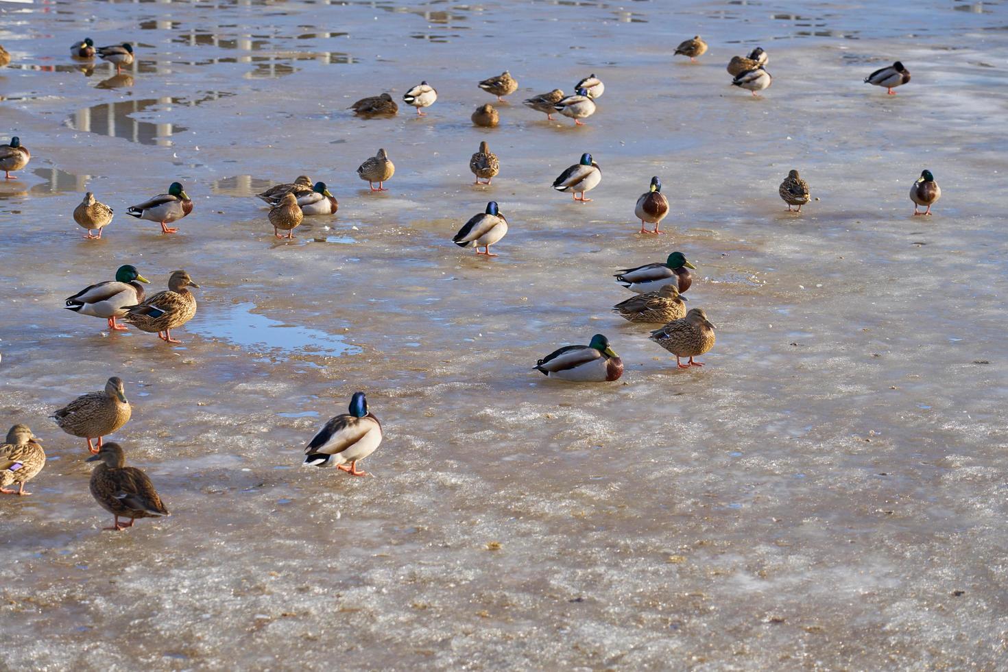 Ducks on melting ice on the spring river photo