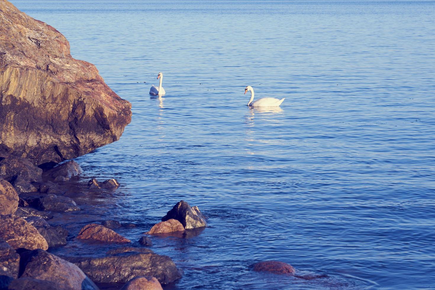 Swans and rocks with water photo