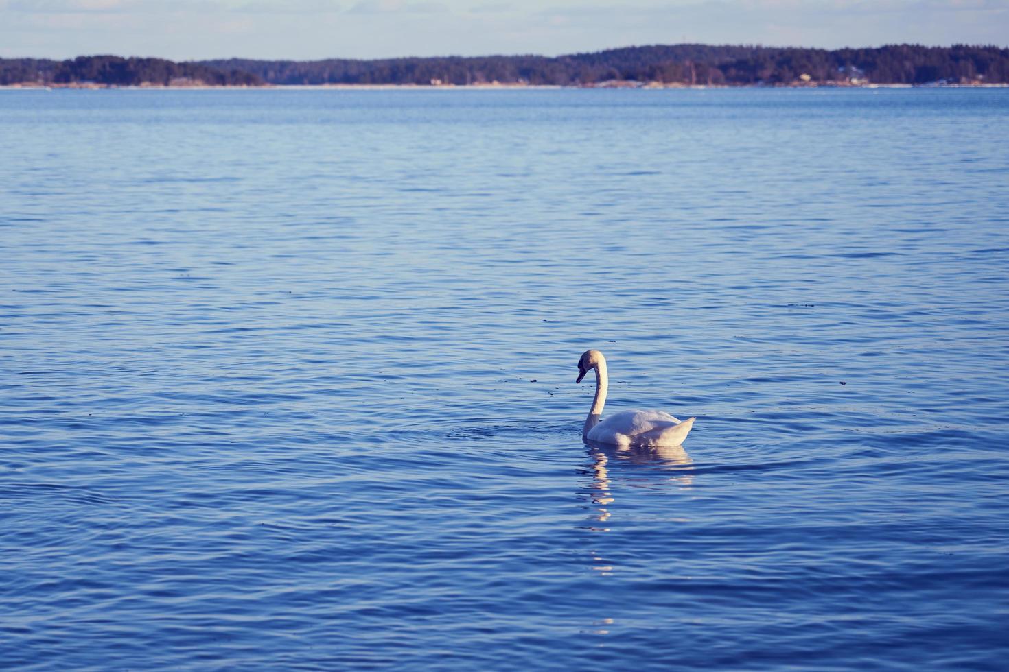 White swan in the water photo