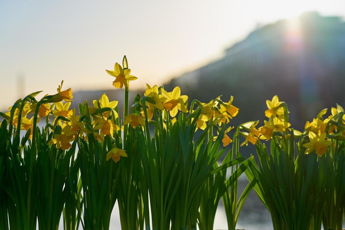 narcisos en la luz del sol foto