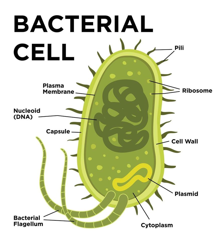 Bacterial cell anatomy in flat style. Vector modern illustration. Labeling structures on a bacillus cell with nucleoid DNA and ribosomes. External structures include the capsule, pili, and flagellum.