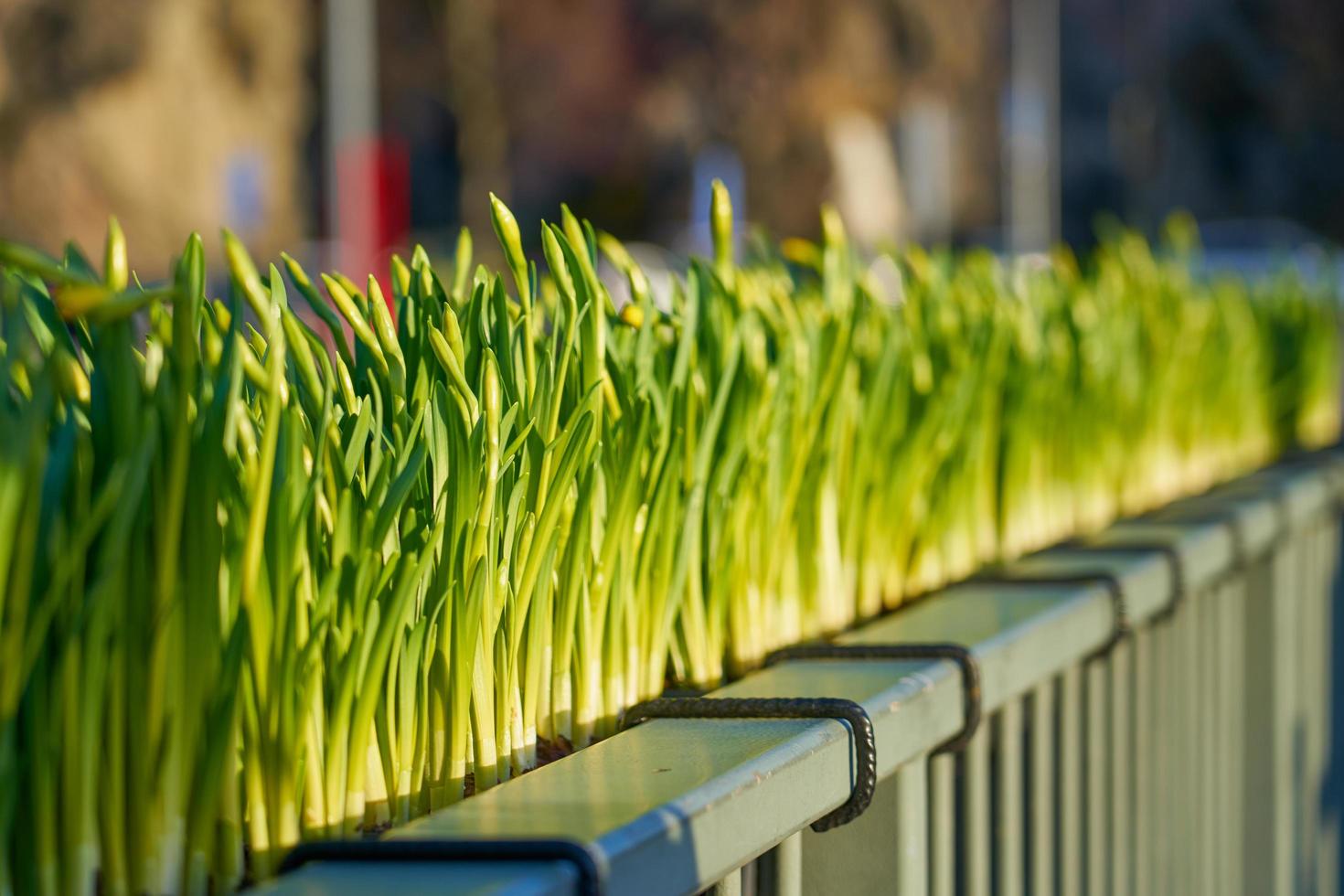 Narcissus buds on a bridge photo