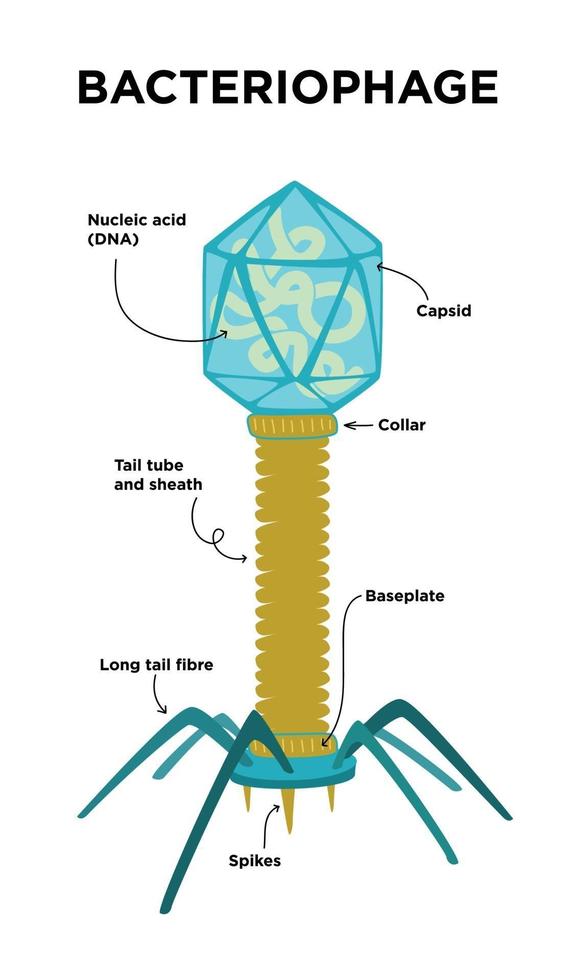 Ilustración plana de estructuras y anatomía de bacteriófagos. vector