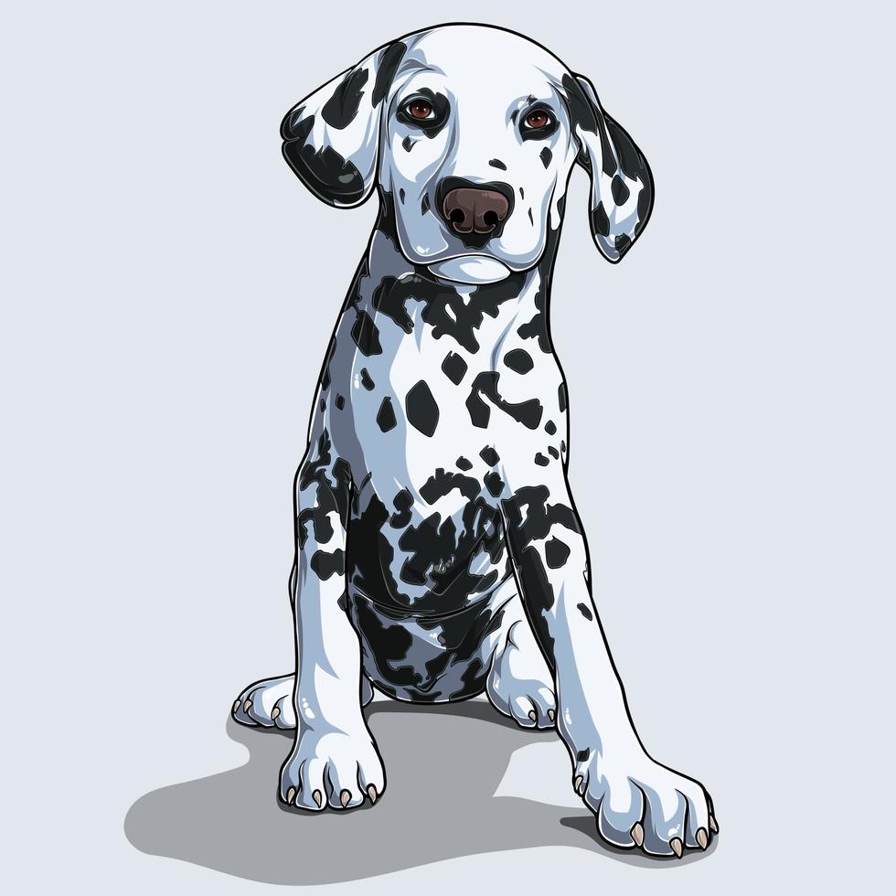 Lindo perro dálmata sentado aislado sobre fondo blanco. vector