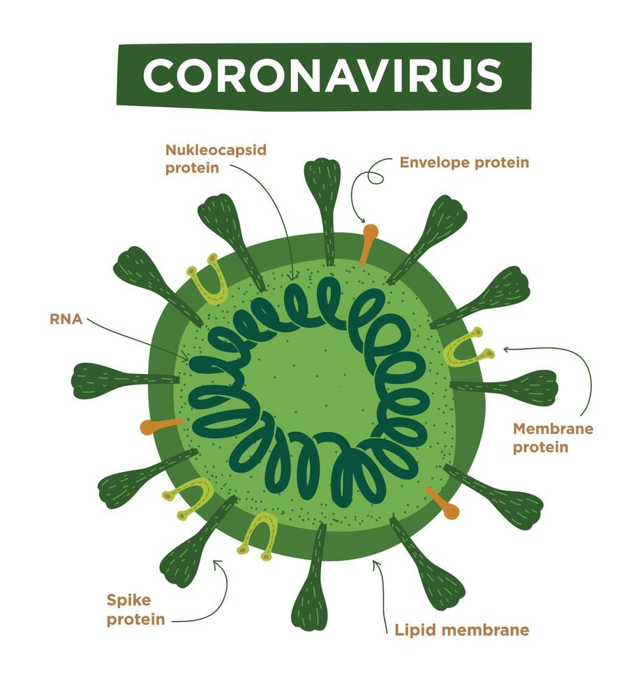 Ilustración plana de estructuras y anatomía del coronavirus. etiquetado con morfología de proteínas, ribosomas, arn y envoltura. vector infografía covid-19