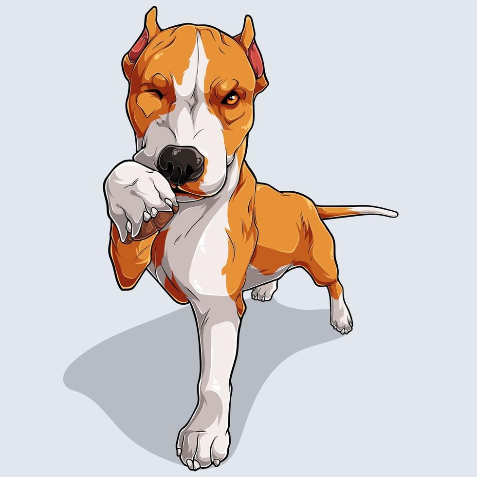 Lindo perro pitbull beige aislado sobre fondo blanco. vector