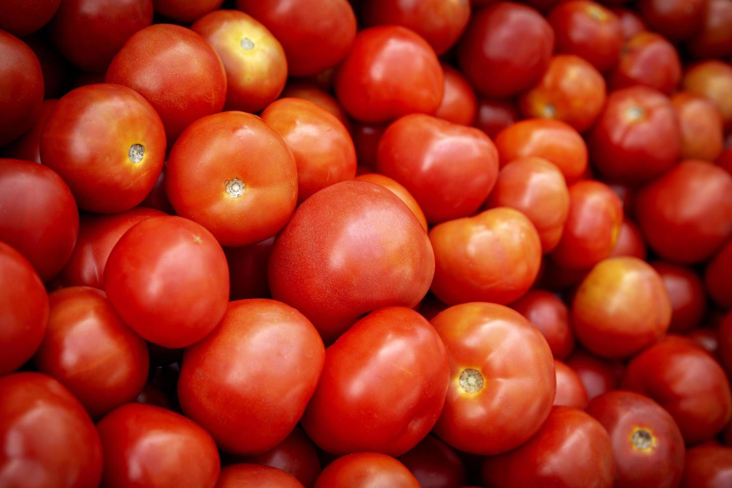 primer plano, de, tomates rojos foto