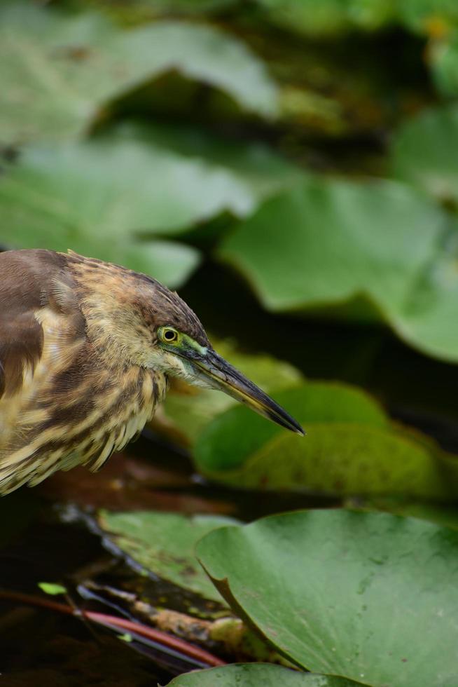 pájaro en busca de presas foto