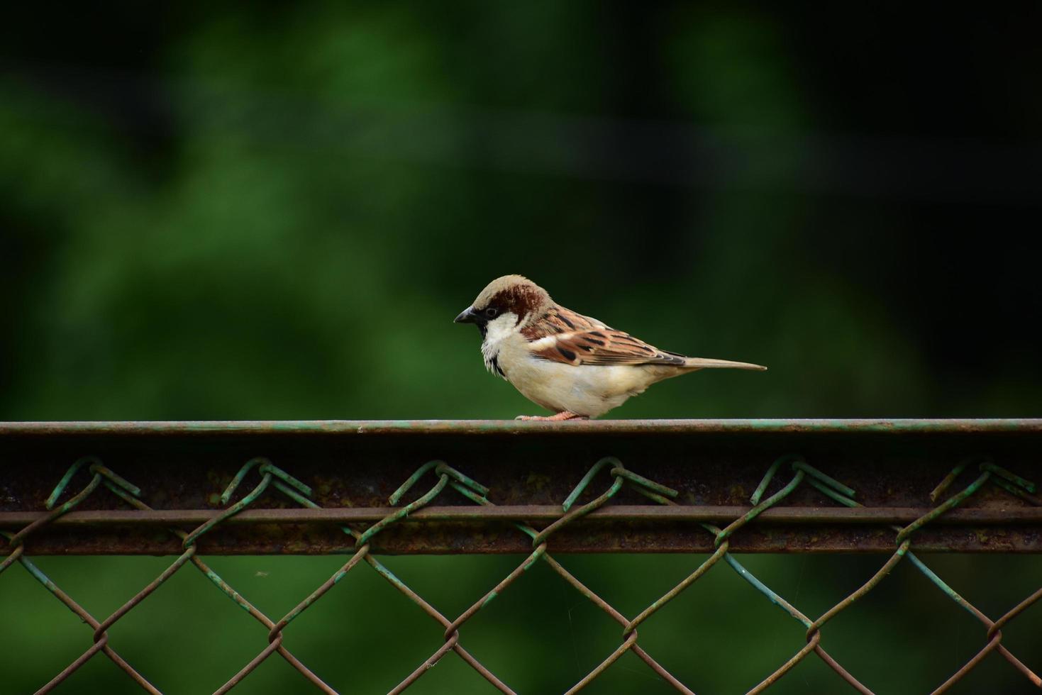 Sparrow resting on a fence photo