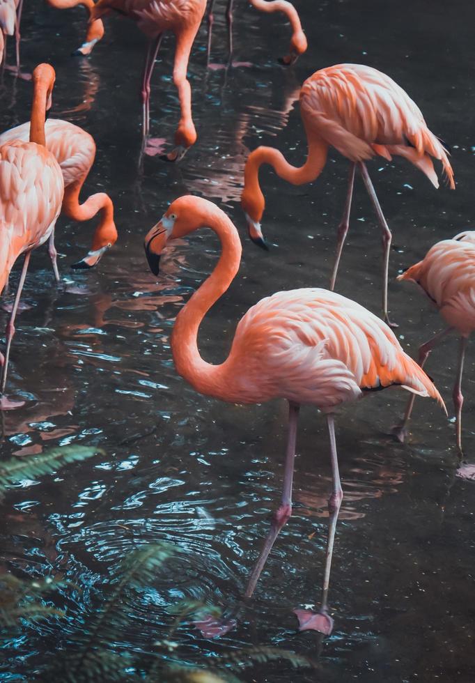 Group of flamingos photo
