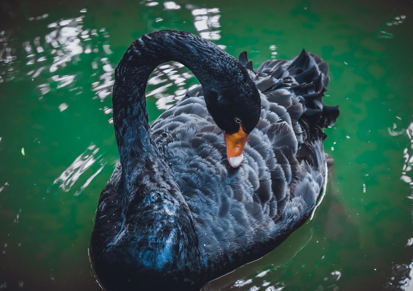 Close-up of a black swan photo