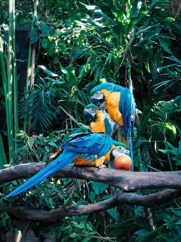 Group of parrots photo