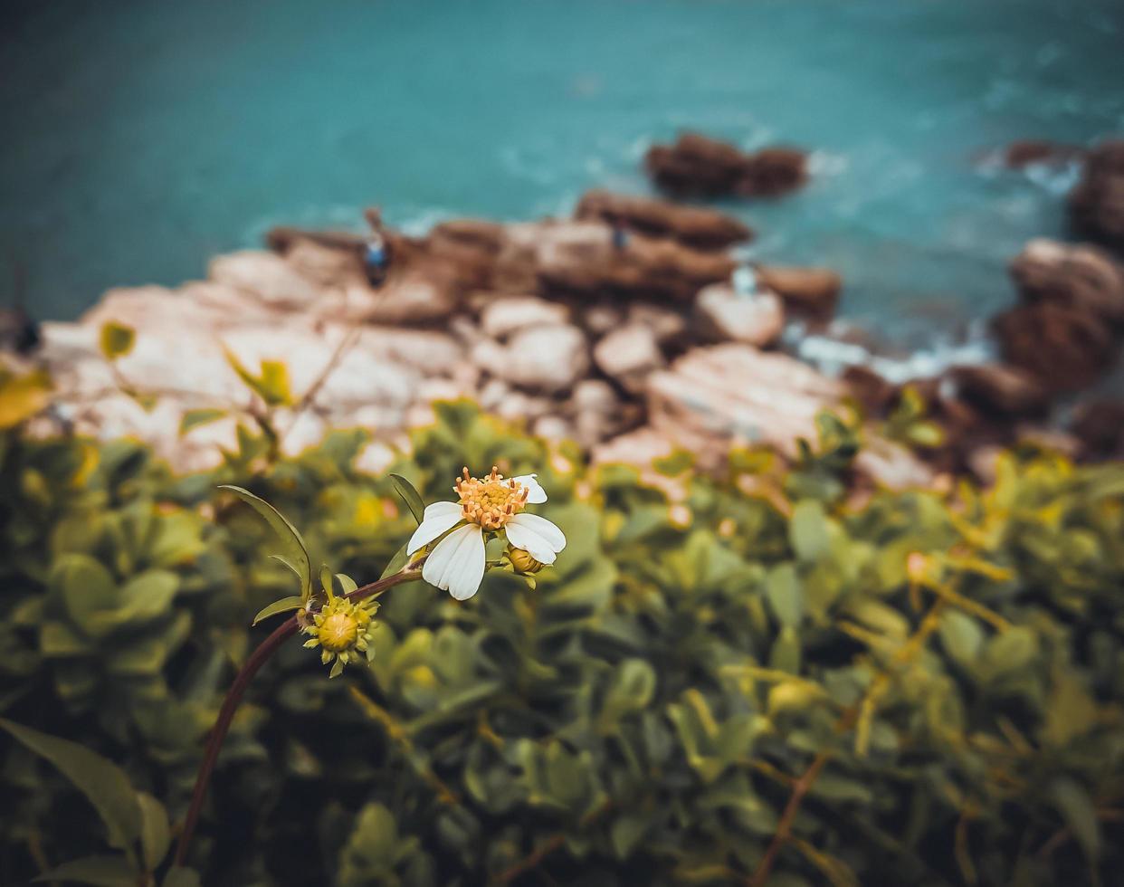 flores silvestres junto al mar foto