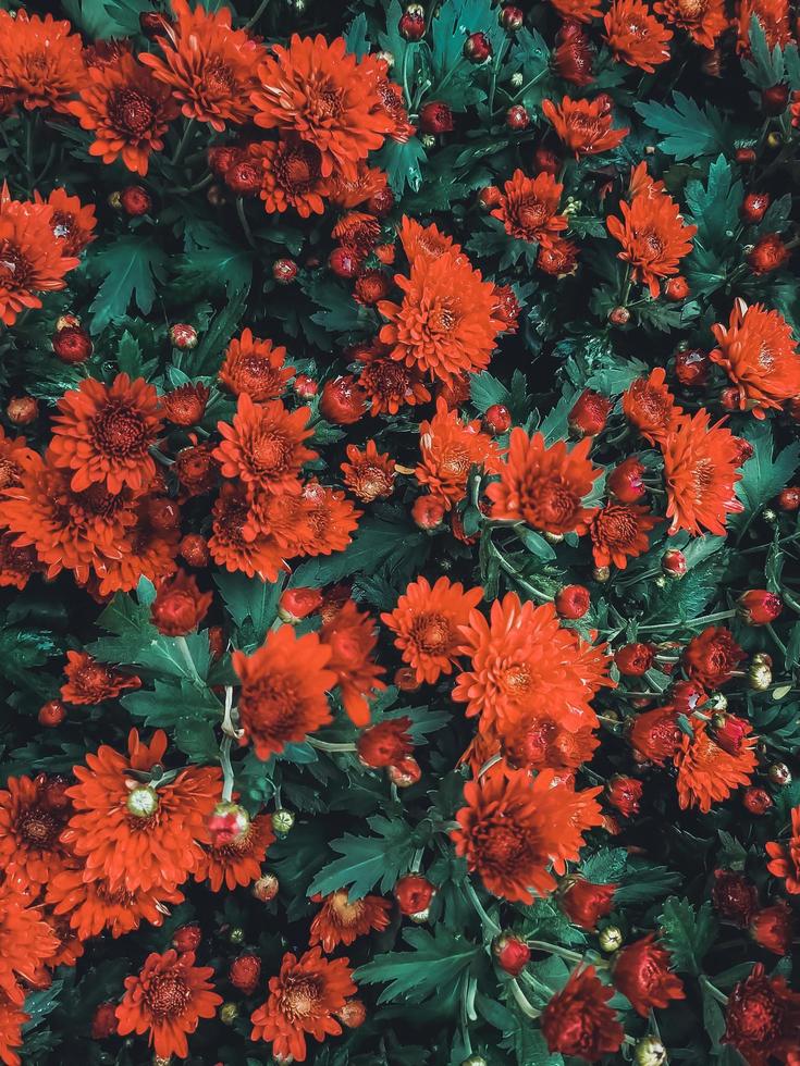 Red chrysanthemum flowers photo