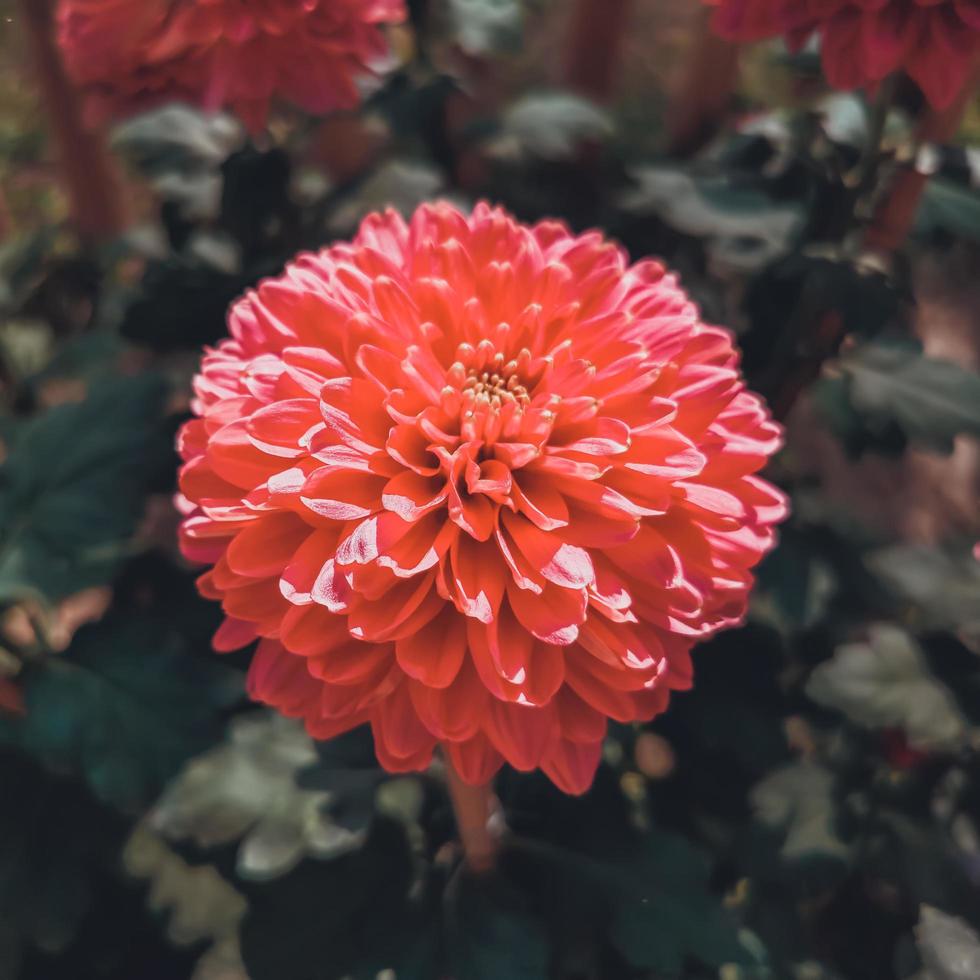 Close-up of a red dahlia photo