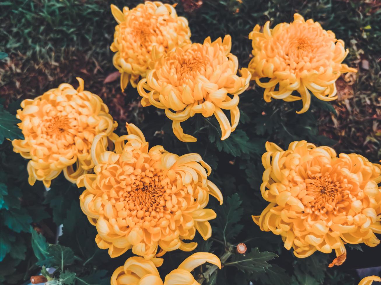 Yellow chrysanthemum flowers photo