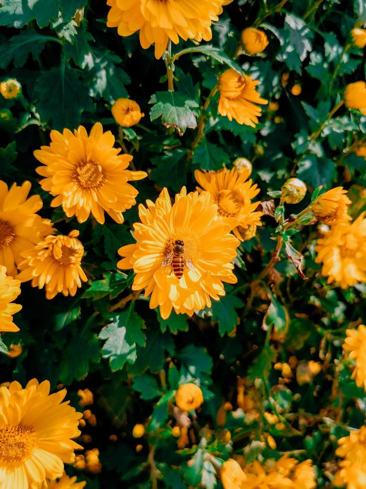 Group of yellow chrysanthemums photo