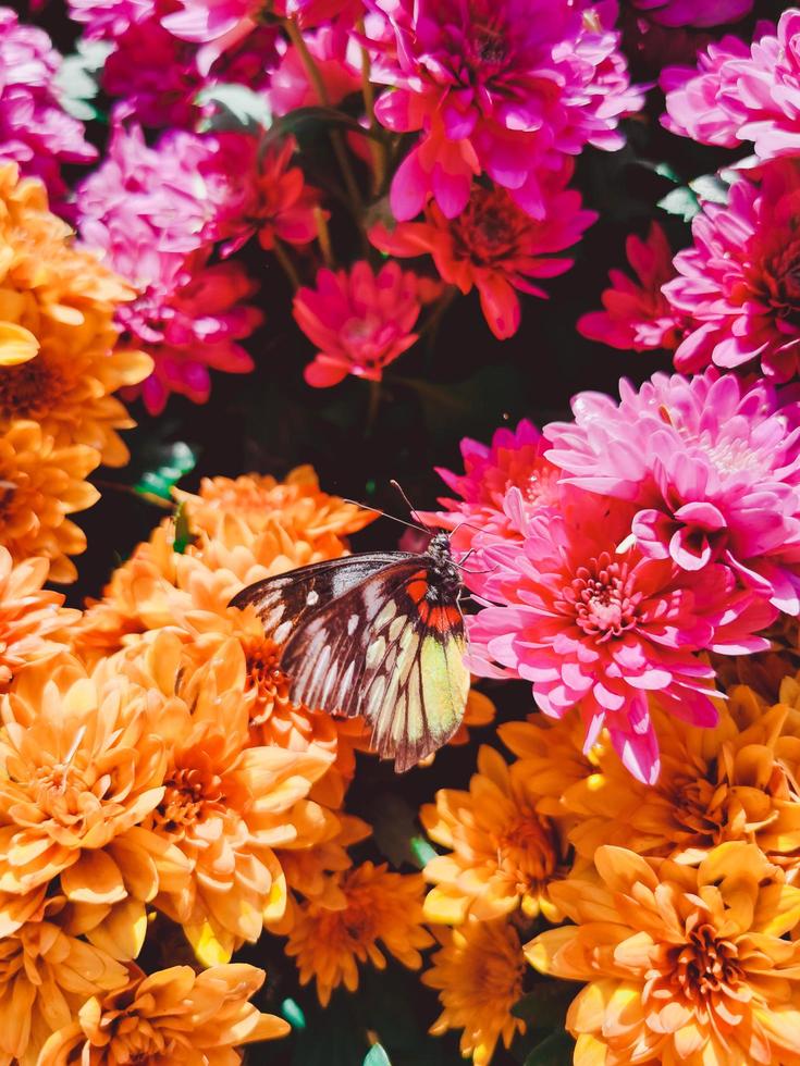 Butterfly on colorful flowers photo