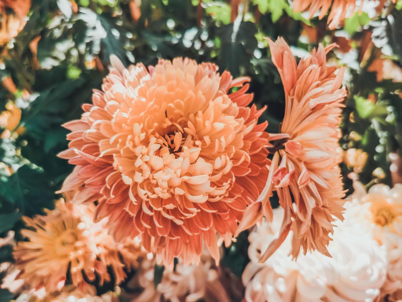 Beautiful orange chrysanthemums photo