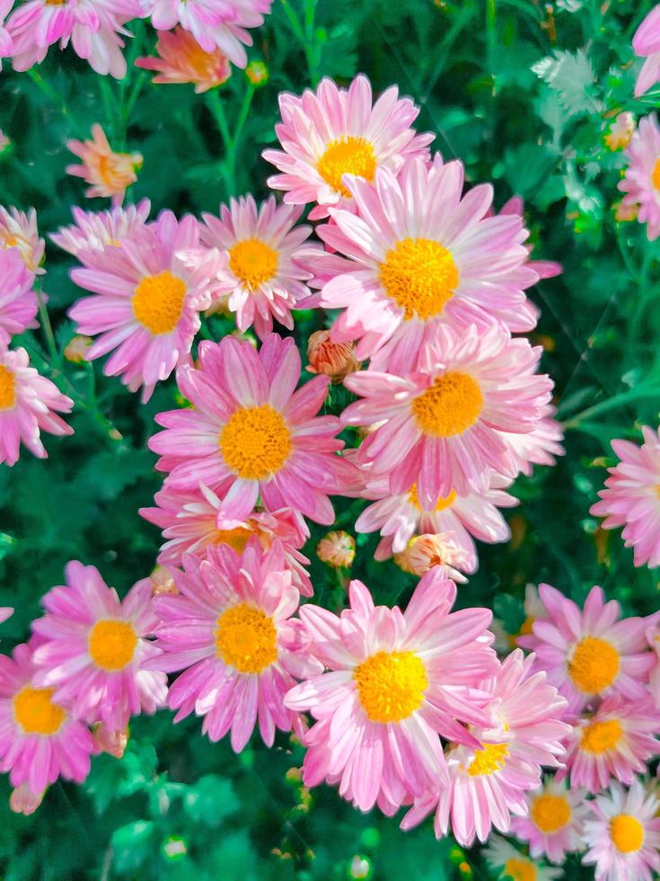 Group of pink flowers photo