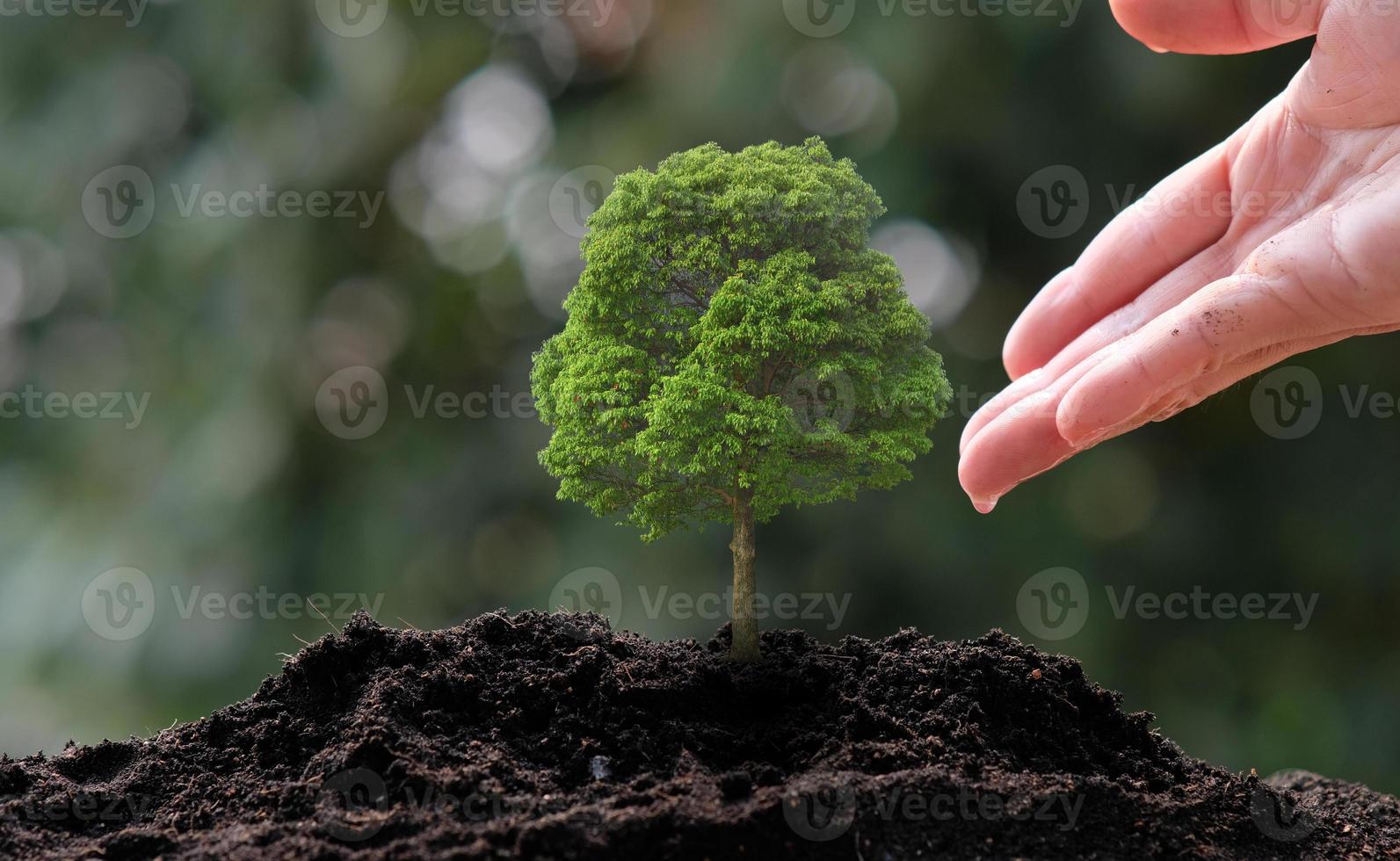 Small tree growing photo