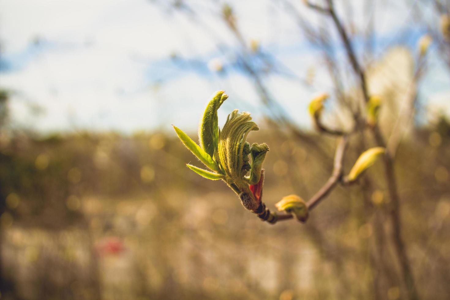 hoja nueva en un árbol foto