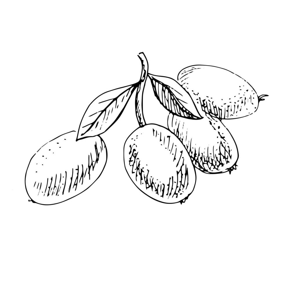 Black and white sketch of four loquats with leaves on a white background. Vector hand drawn illustration.