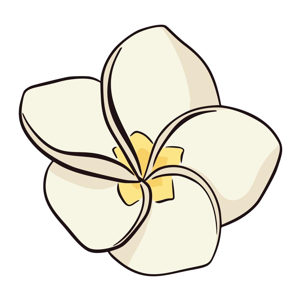 Dibujado a mano icono de plumeria blanco y amarillo aislado sobre fondo blanco. Ilustración de vector de flores exóticas, estilo plano. línea drawindg frangipani flor tropical.