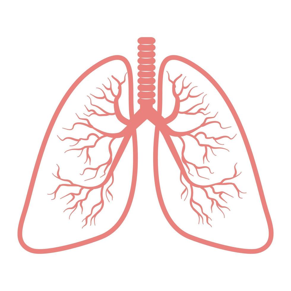 icono de pulmones aislado sobre fondo blanco vector