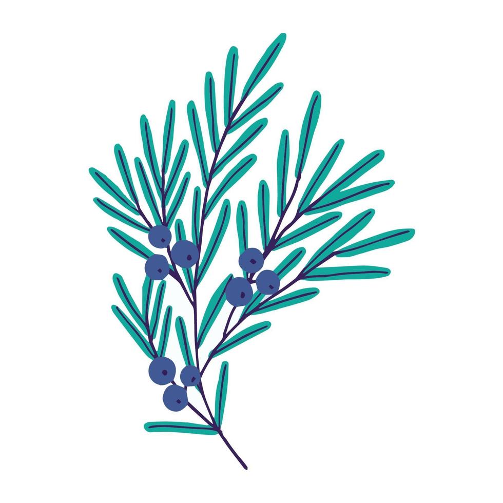 Vector illustration. Cute plant with blue berries. Juniper isolated on white background.