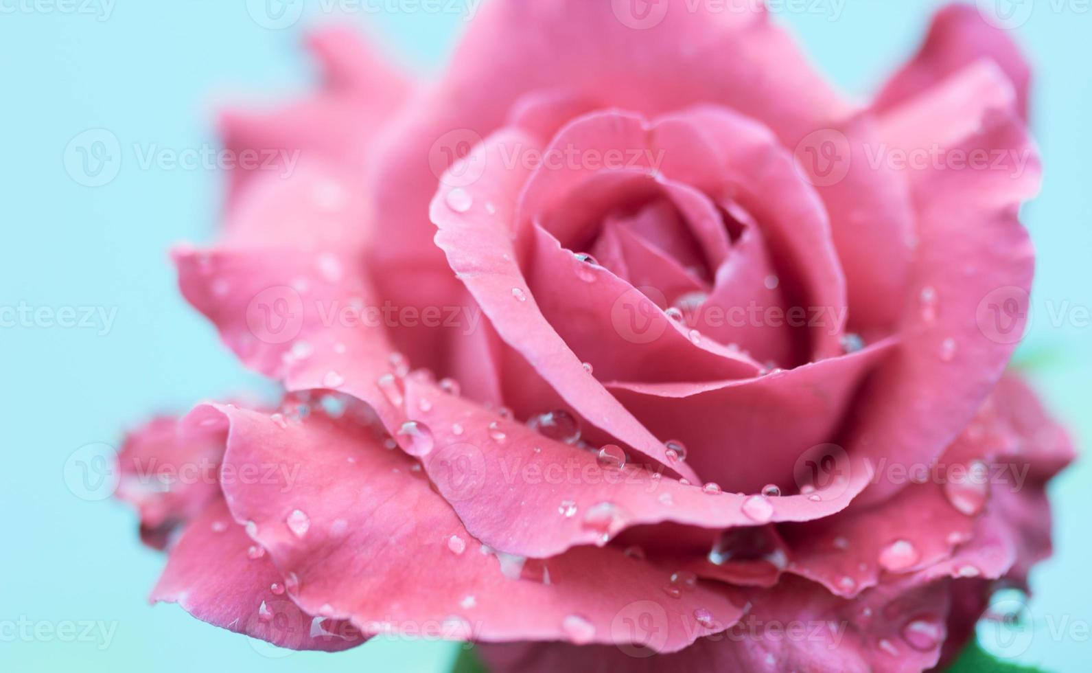 Cerca de una rosa roja con gotas de agua foto