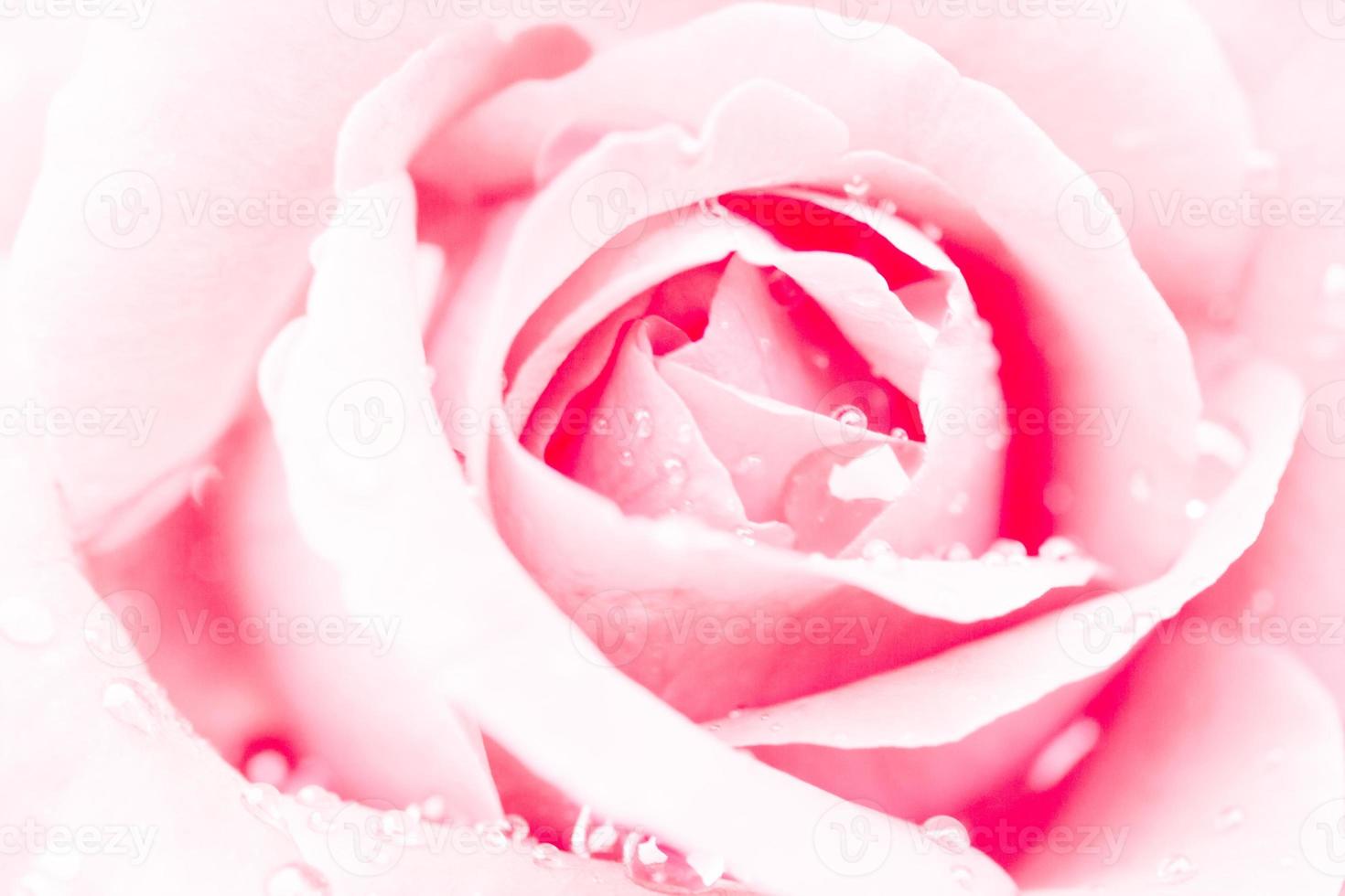 Close up of a red rose with water drops photo