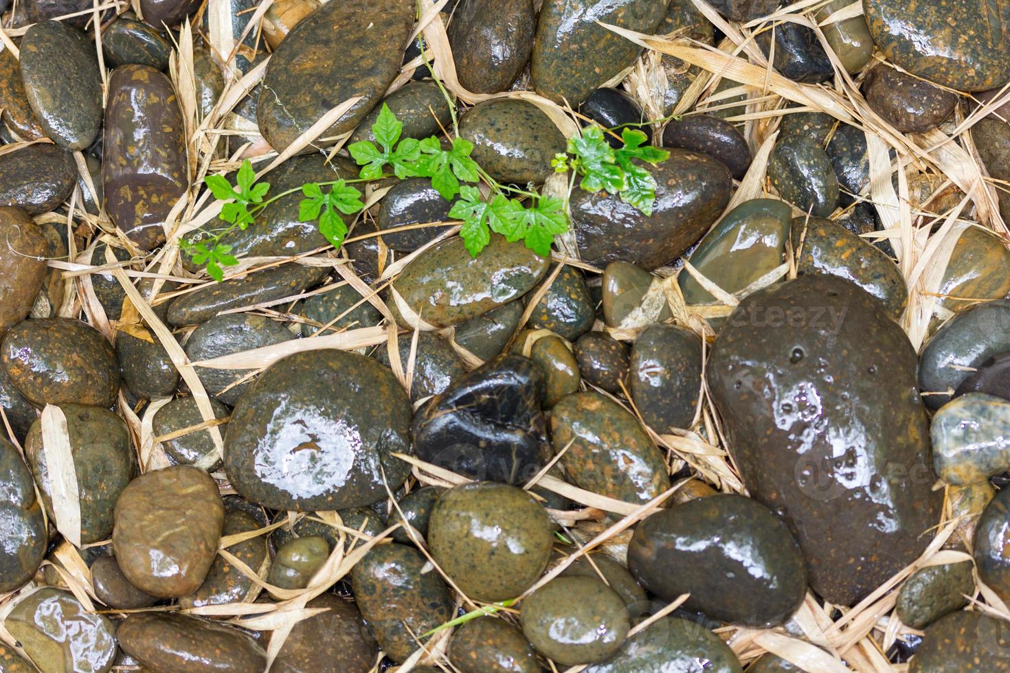 piedras de río mojadas y hojas de bambú foto