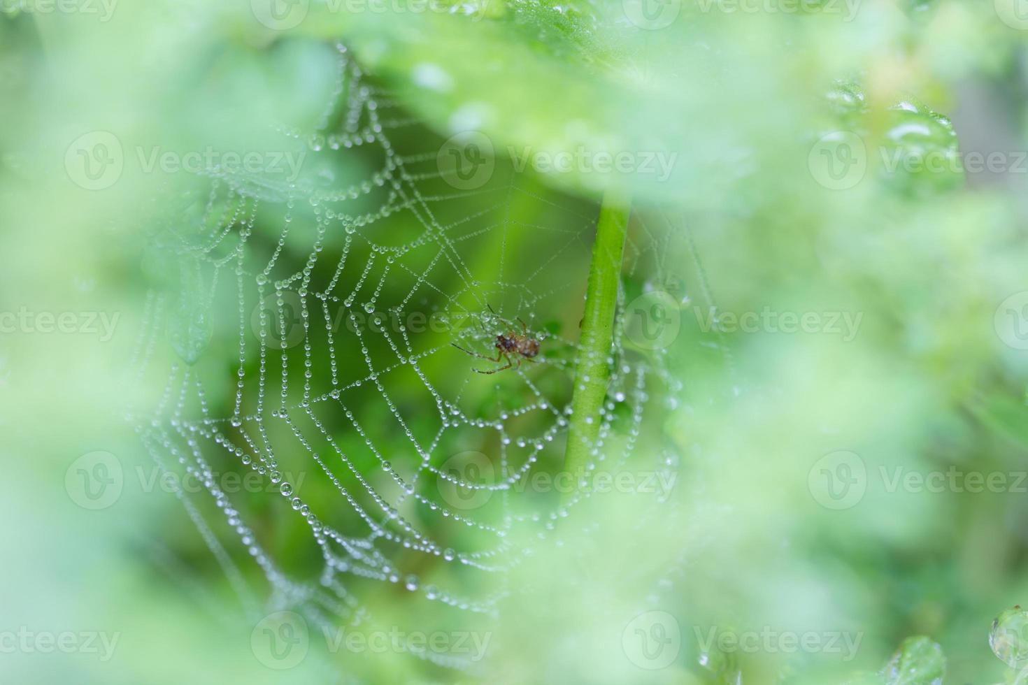 Spider on a spider web with water drops photo