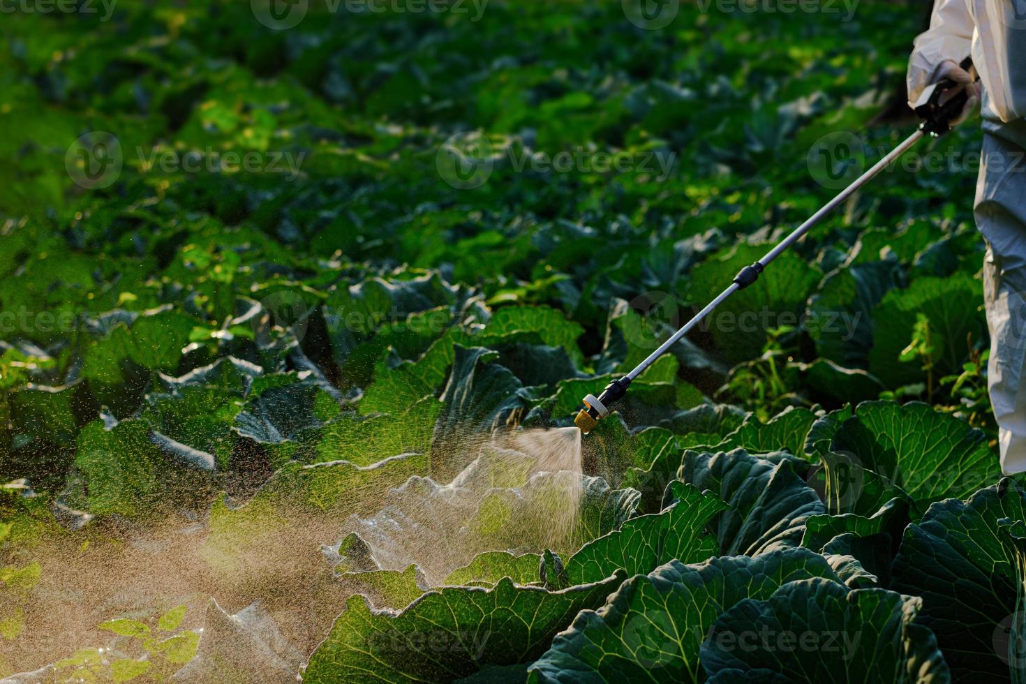 La mano del jardinero en un traje protector rociar fertilizante foto