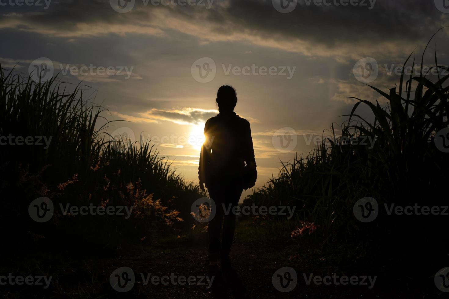 La silueta del agricultor de pie en la cosecha de caña de azúcar. foto