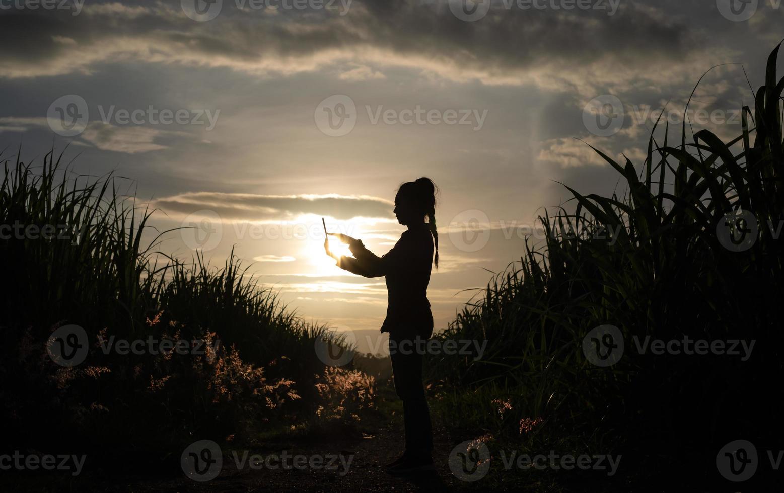 Farmer's silhouette standing in sugar cane crop photo