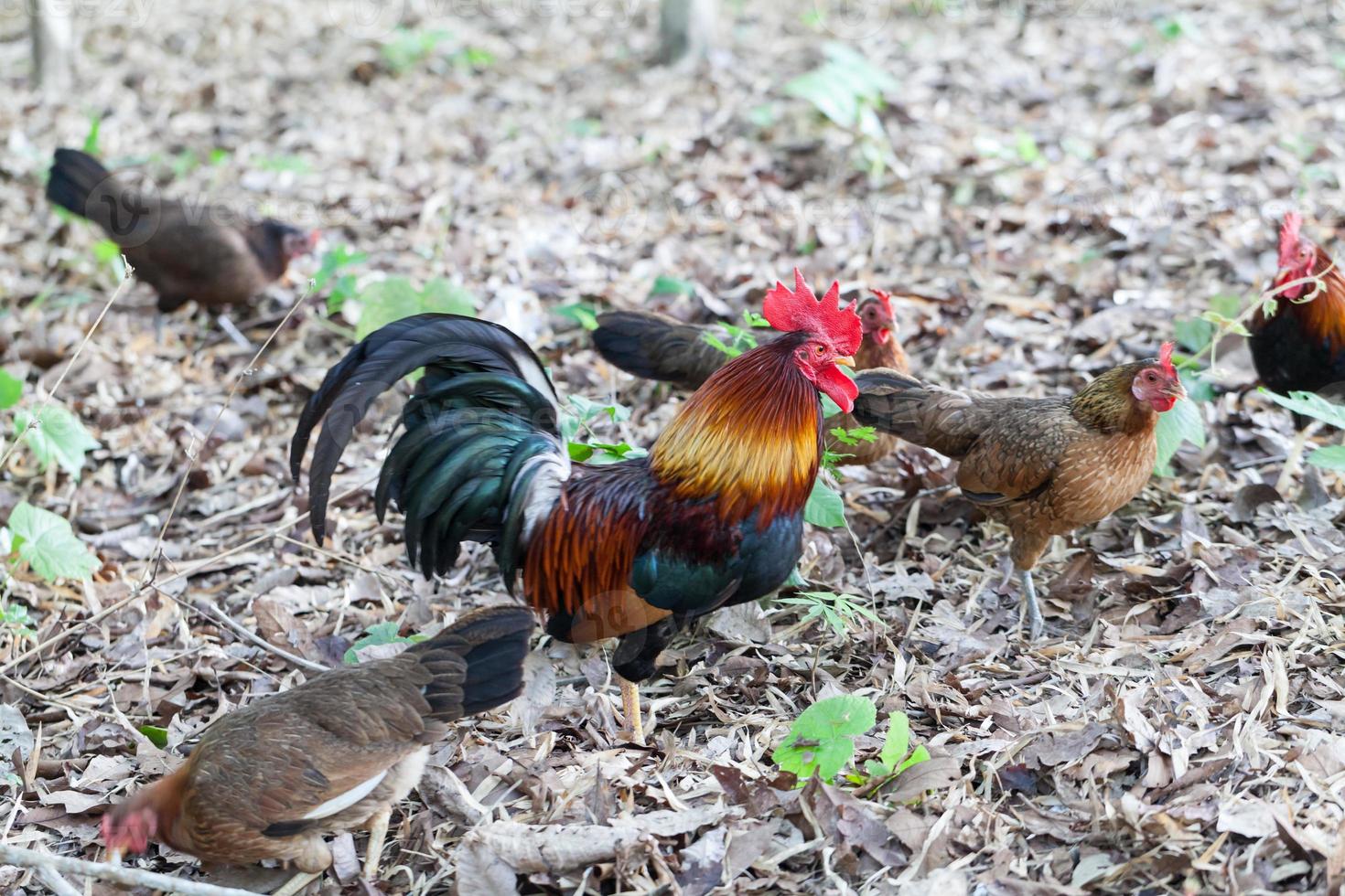 Cerca de un pollo con un peine rojo foto