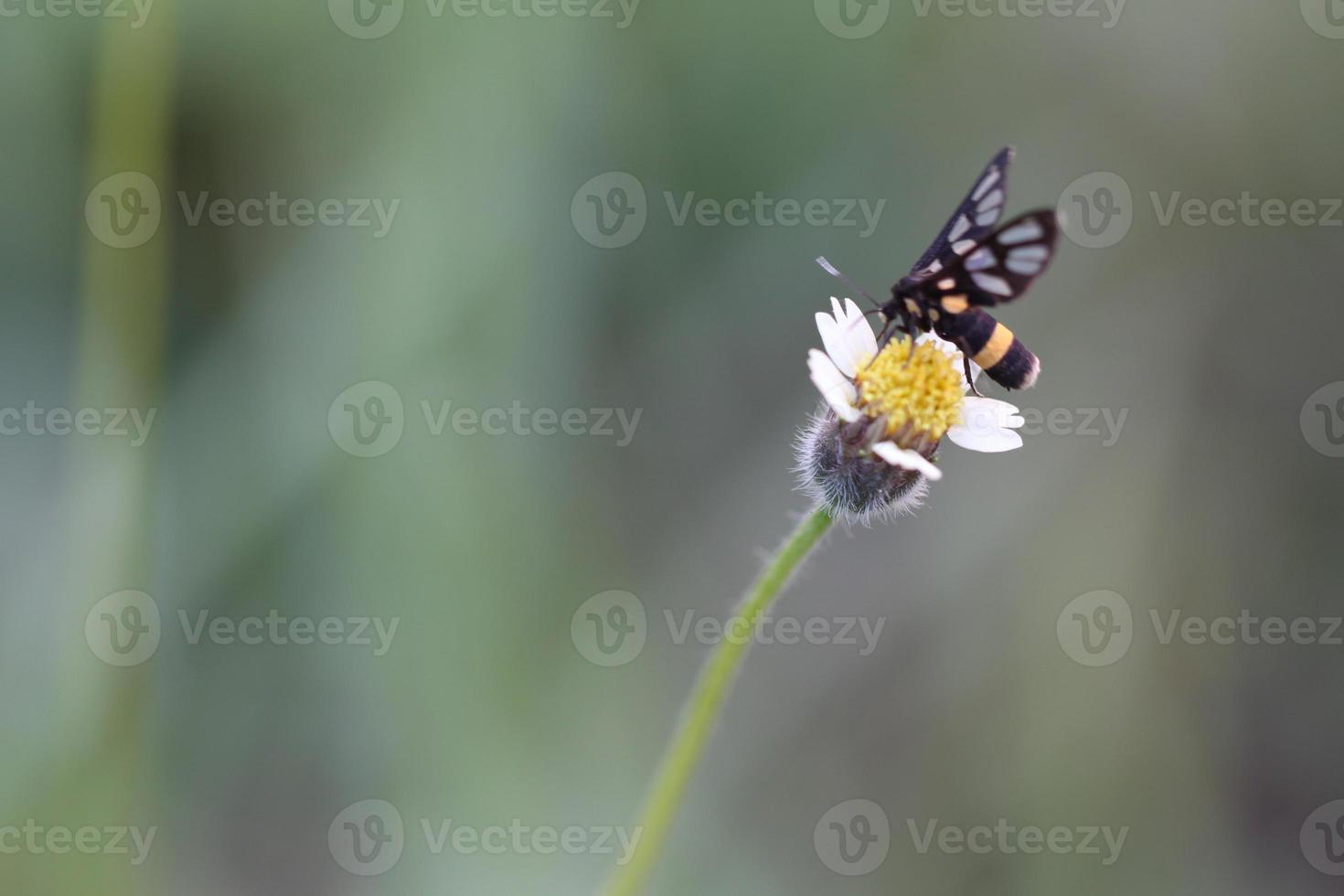 An insect on a blooming flower with a blur background photo