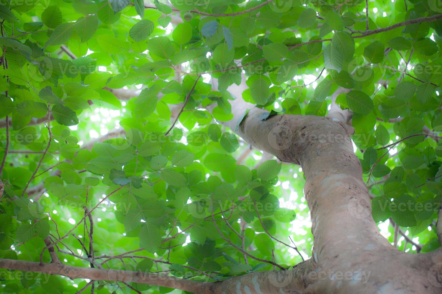 Bodhi tree in the morning photo