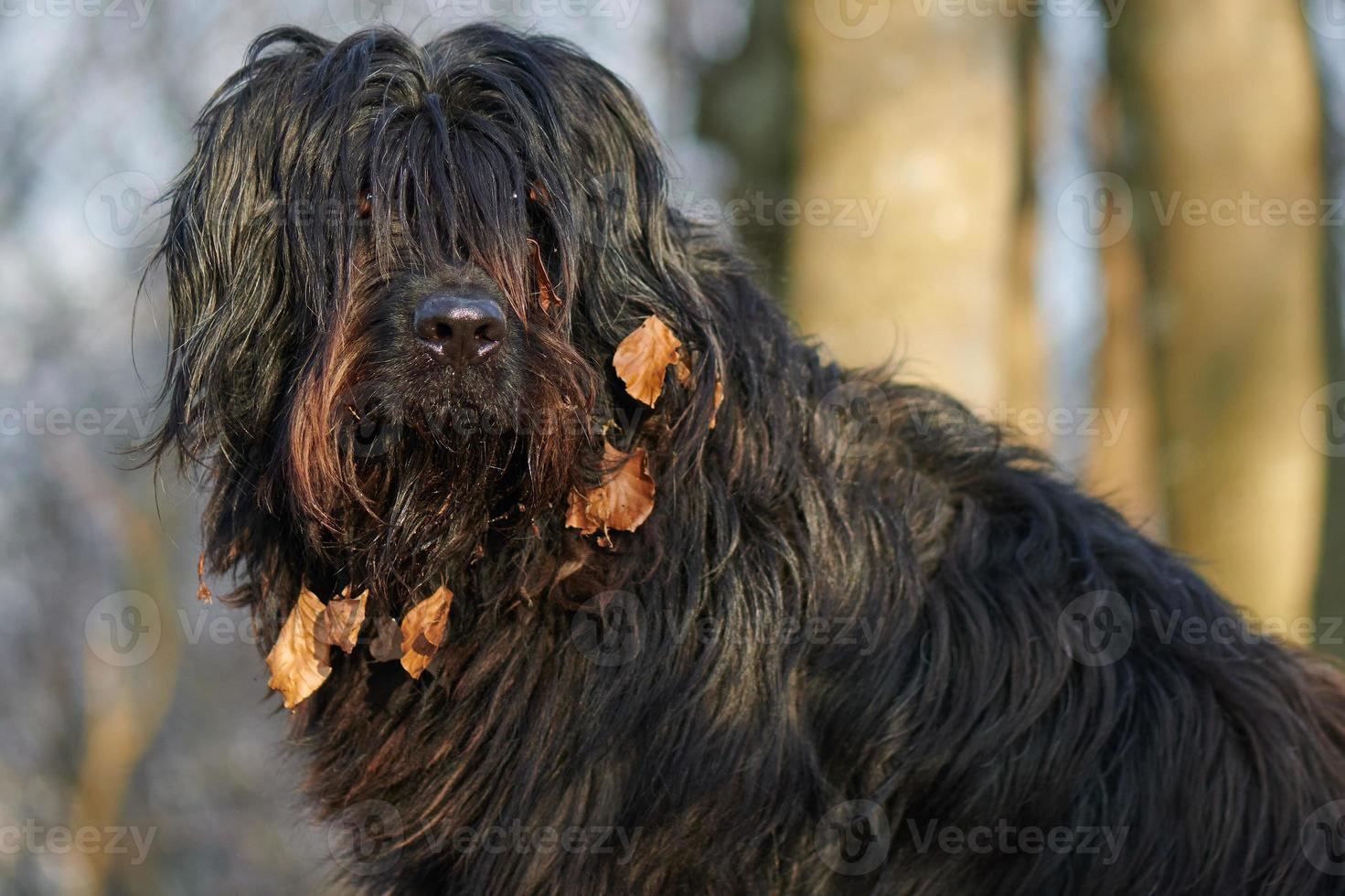 Dog with leaves in fur photo