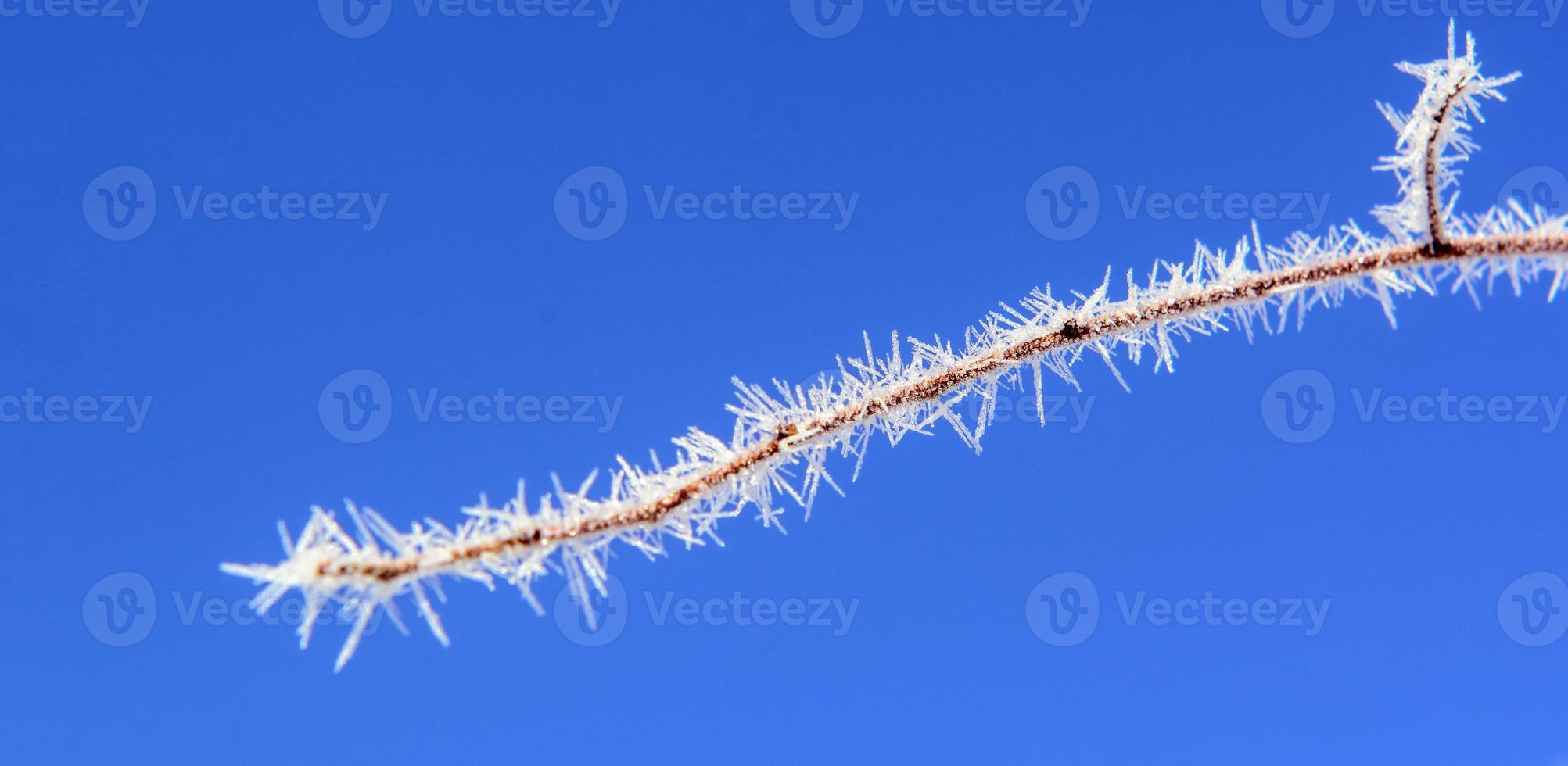 A branch in the needles of hoarfrost photo