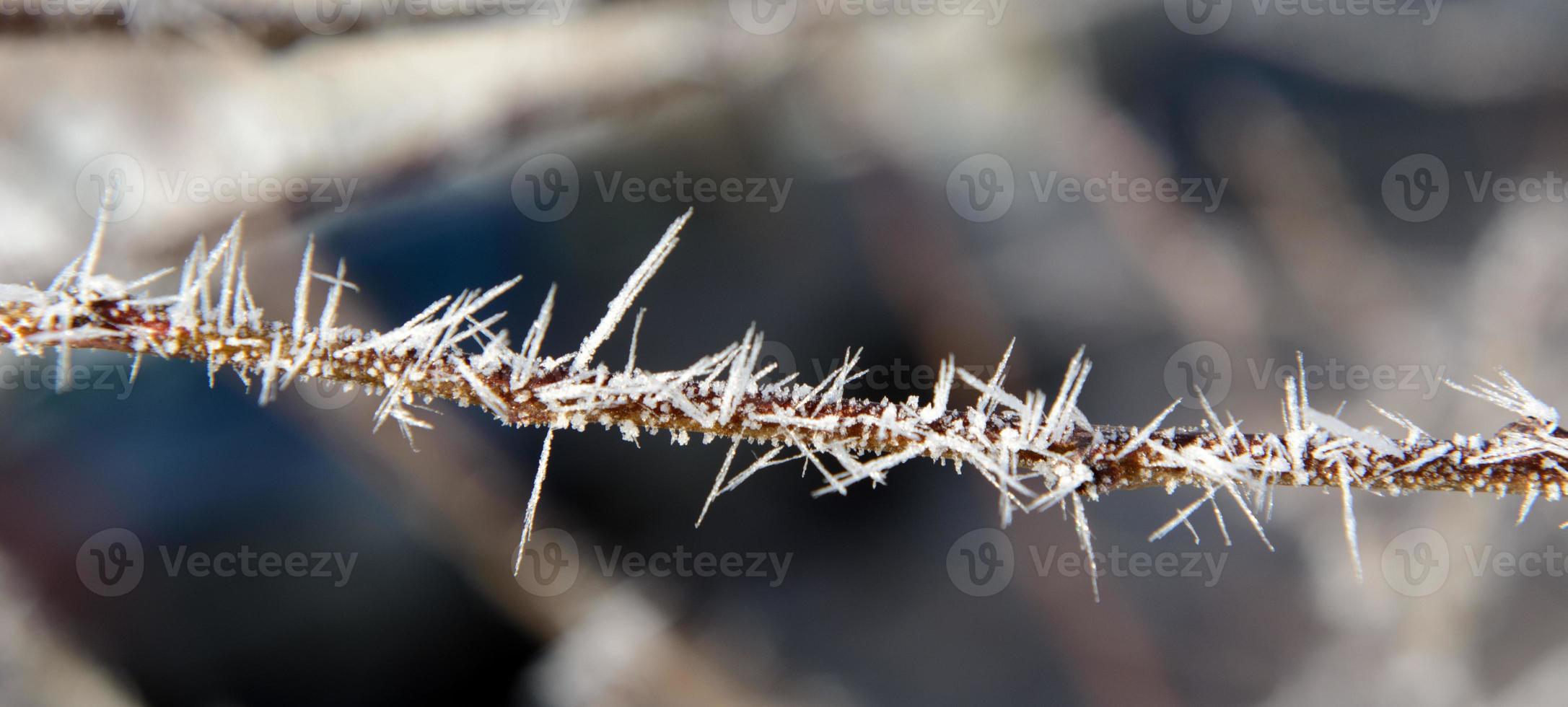 A branch in the needles of hoarfrost photo