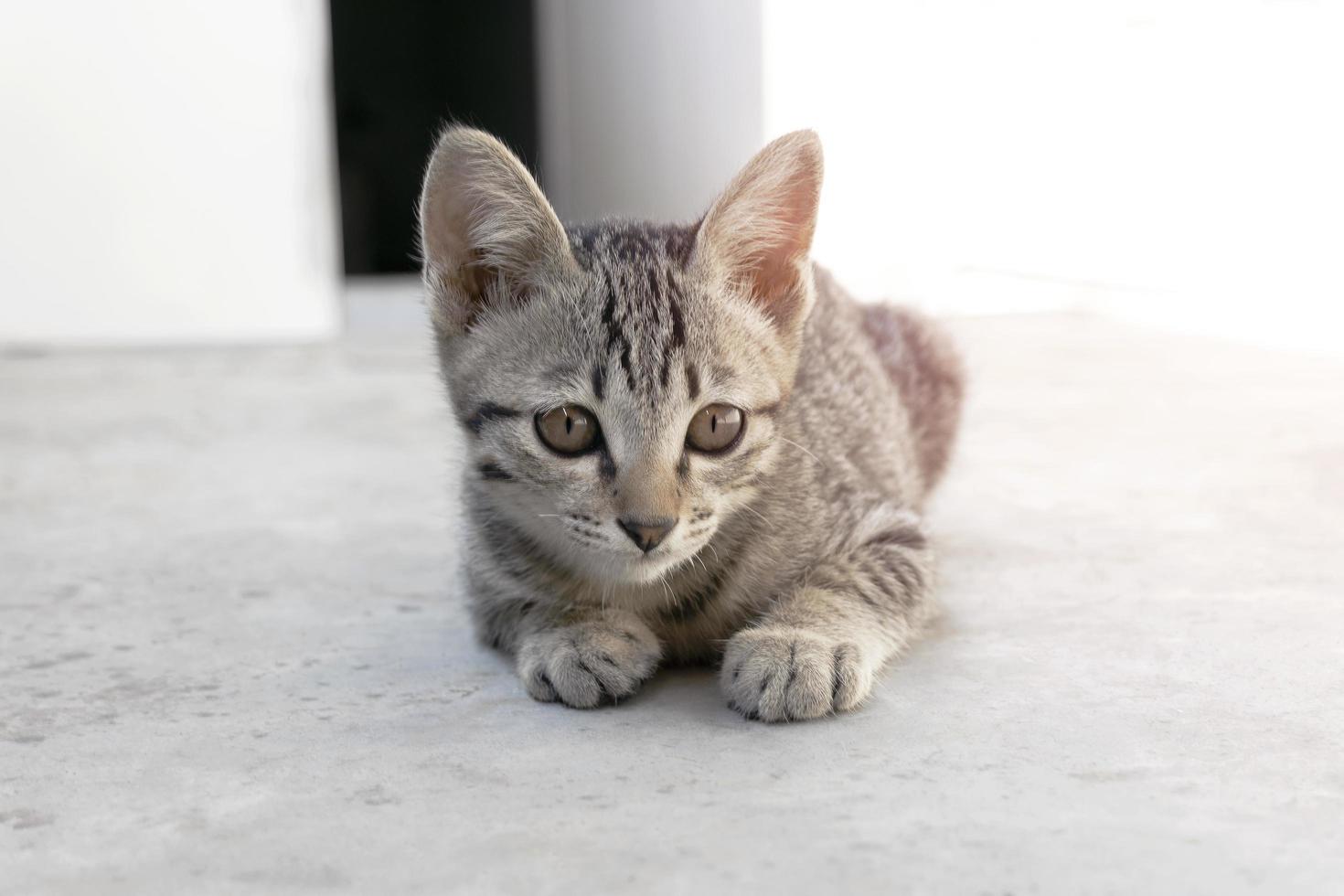 Cerca de un lindo gatito sentado al aire libre con un estilo de color pastel suave foto